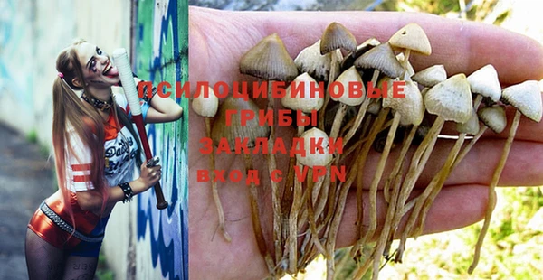 прущие грибы Аркадак